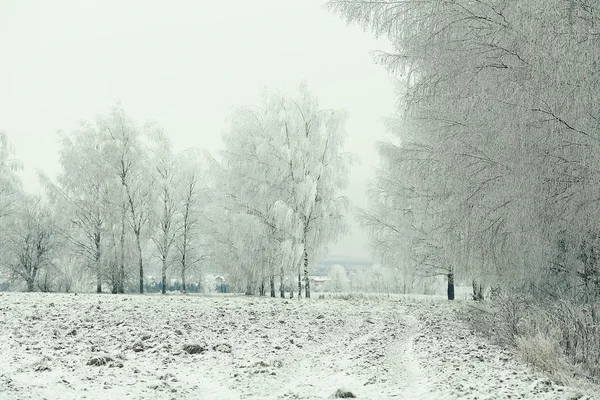 Winter bomen — Stockfoto