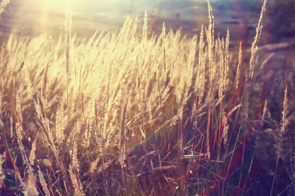 Yellow grass background — Stock Photo, Image