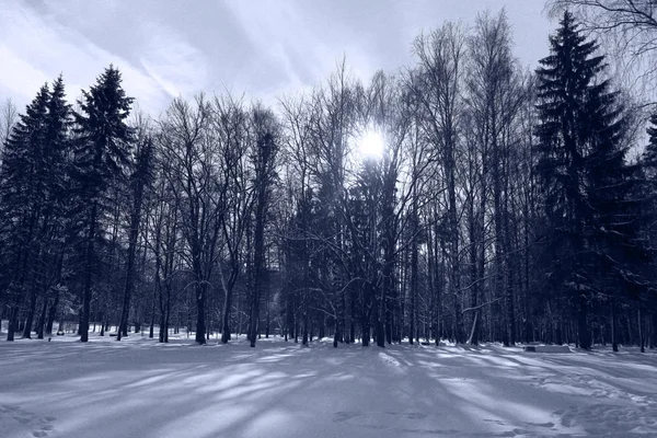 Vinterskog — Stockfoto