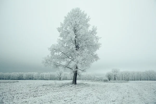 Árvore de inverno solitária — Fotografia de Stock