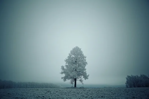 Árbol solitario de invierno — Foto de Stock