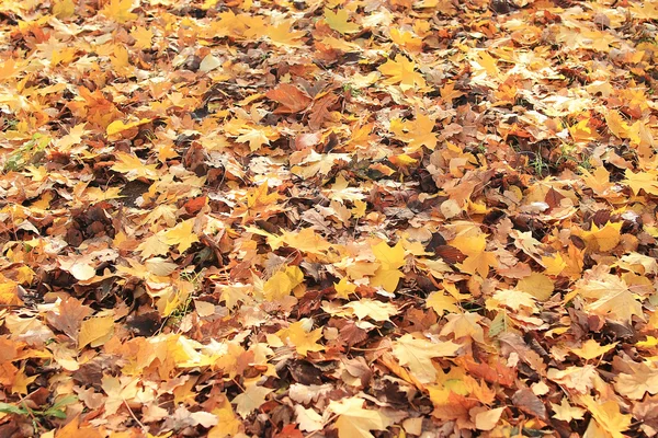 sarı yaprakların arka plan