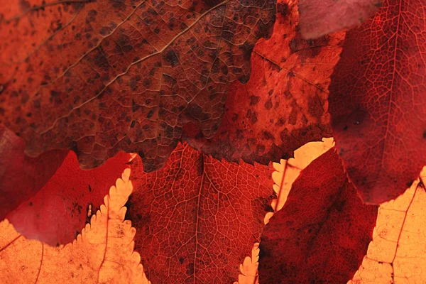 Sonbahar Yaprakları