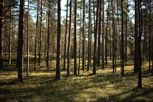 Zomer bos — Stockfoto