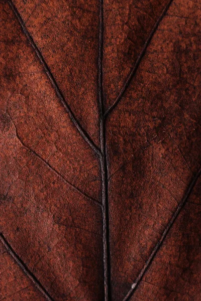 sonbahar yaprak portre