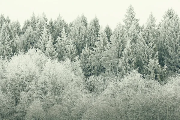 Śnieg lasu — Zdjęcie stockowe