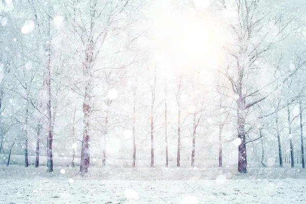 Árboles de invierno —  Fotos de Stock