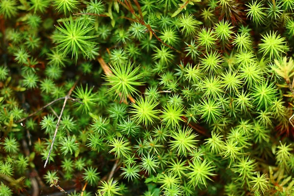 Green moss — Stock Photo, Image