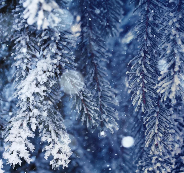 Hiver en forêt — Photo