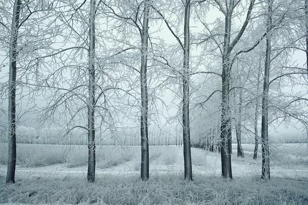 Winterbäume — Stockfoto