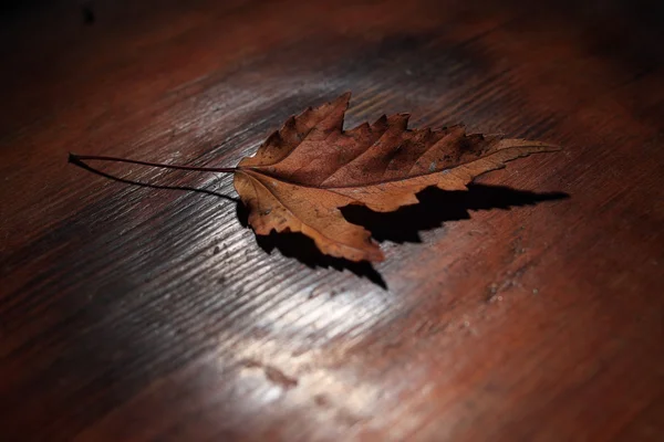 Leaves background — Stock Photo, Image