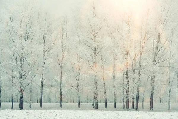 Winter trees — Stock Photo, Image