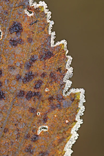Mrożonych liści — Zdjęcie stockowe
