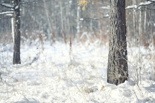 Bosque de invierno — Foto de Stock