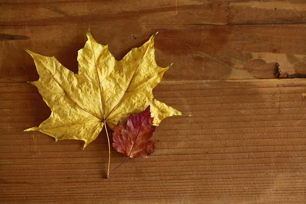 Sfondo con foglie — Foto Stock