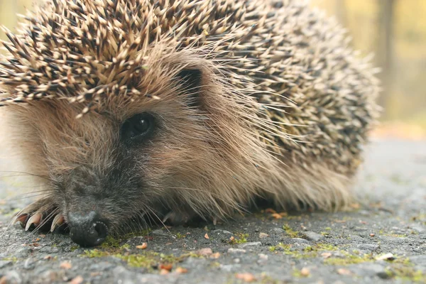 Egel in bos — Stockfoto