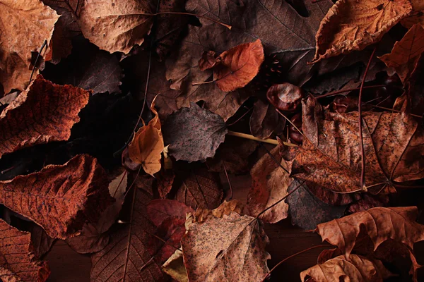 Autumn leaves — Stock Photo, Image