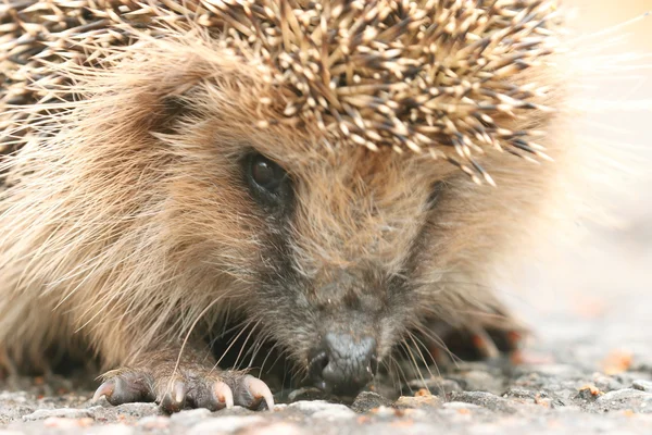 Egel in bos — Stockfoto