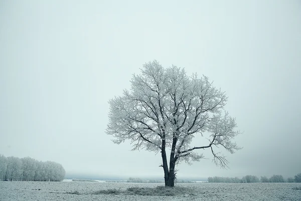 Arbre d'hiver — Photo