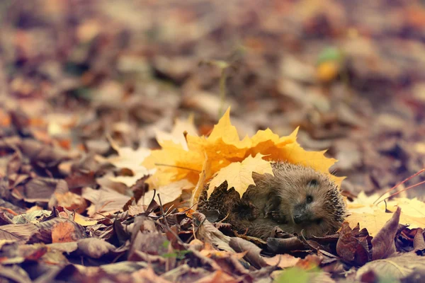 Igel im Wald — Stockfoto