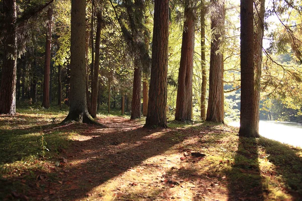 Pemandangan hutan — Stok Foto