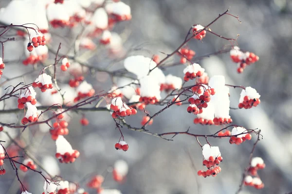 Rode bessen in de sneeuw — Stockfoto