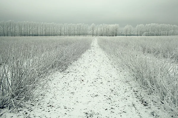 Kış yolu — Stok fotoğraf