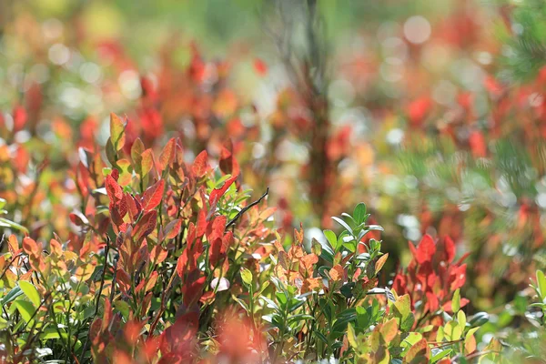 Leaves background — Stock Photo, Image