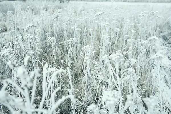 Frozen grass — Stock Photo, Image
