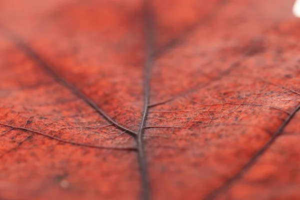 Feuille d'automne gros plan — Photo