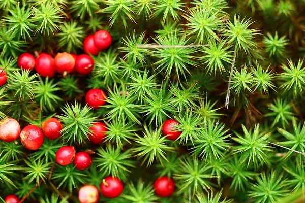 Cranberries fundo — Fotografia de Stock