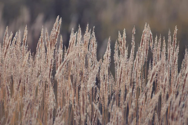 Autumn grass — Stock Photo, Image