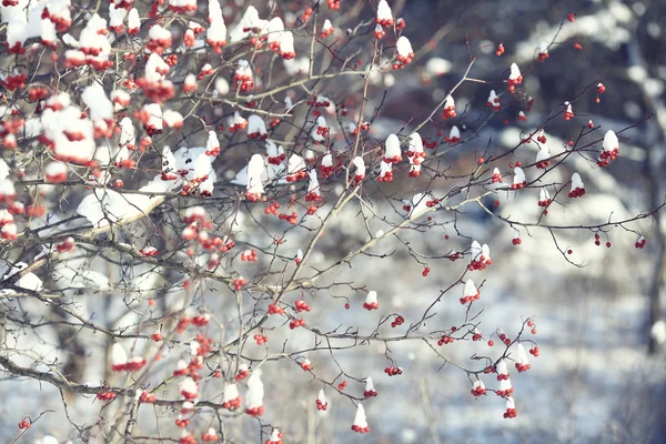 Vörös bogyók a hóban — Stock Fotó