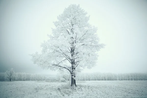 Yalnız kış ağaç