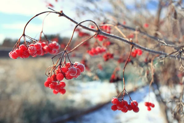 Mit Schnee bedeckte Äste — Stockfoto