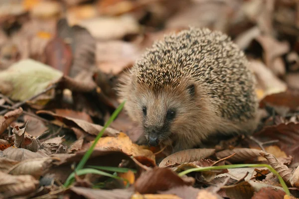 Egel in bos — Stockfoto