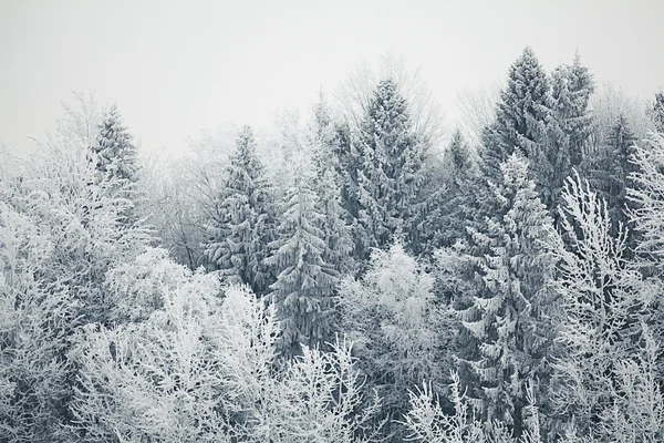 Winter trees — Stock Photo, Image