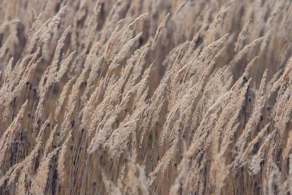 Осенняя трава — стоковое фото