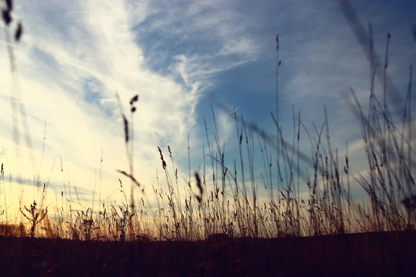 Dry grass background — Stock Photo, Image