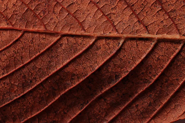 Primo piano foglia autunno — Foto Stock