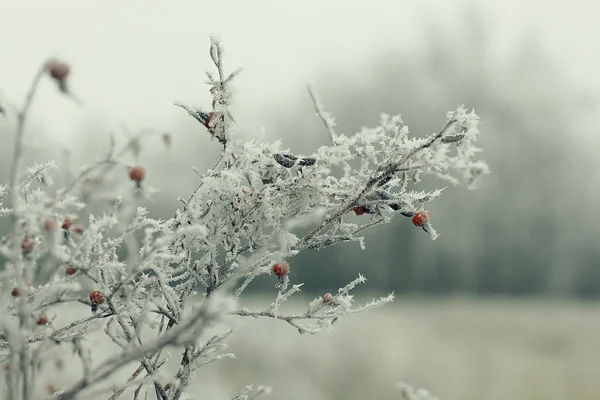 겨울 가지들 — 스톡 사진