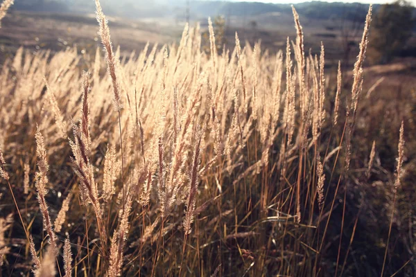 黄色の草の背景 — ストック写真