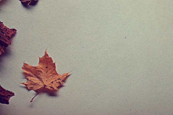 Papír-, őszi levelek — Stock Fotó