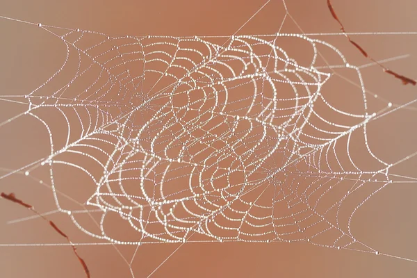 Spider background — Stock Photo, Image