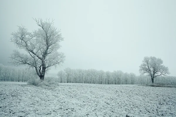 Arbre d'hiver — Photo
