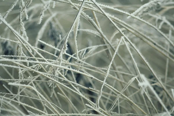 Erba congelata — Foto Stock