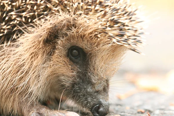 Egel in bos — Stockfoto