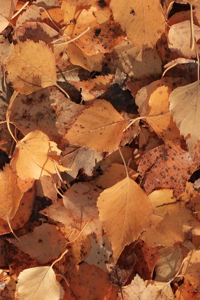 Gula blad bakgrund — Stockfoto