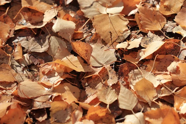 Gula blad bakgrund — Stockfoto