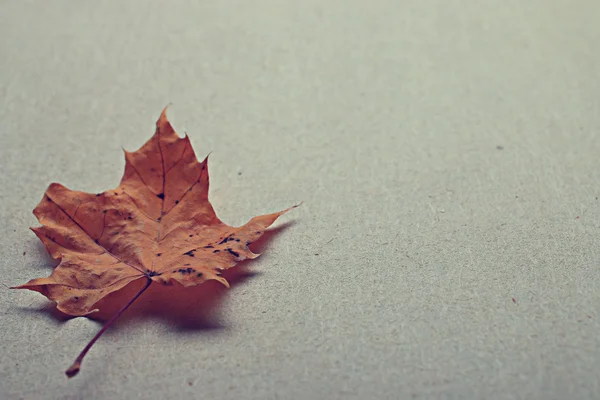 Papier avec feuilles d'automne — Photo